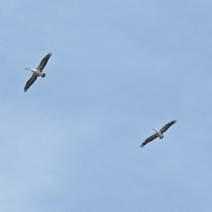 Pelecanus conspicillatus at Molonglo Valley, ACT - 14 Dec 2018