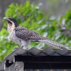 Eudynamys orientalis (Pacific Koel) at Macarthur, ACT - 14 Dec 2018 by RodDeb