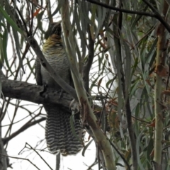 Eudynamys orientalis at Macarthur, ACT - 14 Dec 2018