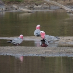 Eolophus roseicapilla (Galah) at Tennent, ACT - 9 Dec 2018 by MichaelBedingfield