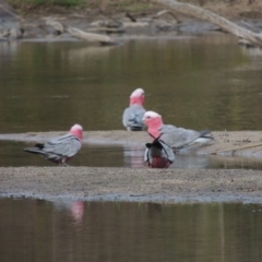 Eolophus roseicapilla (Galah) at Tennent, ACT - 9 Dec 2018 by michaelb