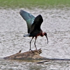 Plegadis falcinellus (Glossy Ibis) at Fyshwick, ACT - 15 Dec 2018 by RodDeb