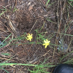 Tricoryne elatior at Garran, ACT - 14 Dec 2018