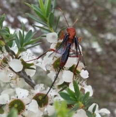 Lissopimpla excelsa (Orchid dupe wasp, Dusky-winged Ichneumonid) at Sth Tablelands Ecosystem Park - 15 Dec 2018 by galah681