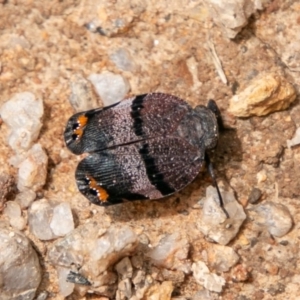 Platybrachys vidua at Paddys River, ACT - 15 Dec 2018