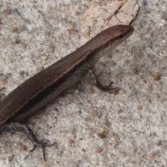 Lampropholis delicata (Delicate Skink) at Flynn, ACT - 15 Dec 2018 by Christine