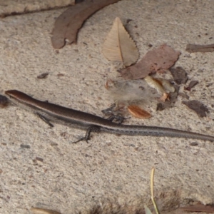 Lampropholis delicata at Flynn, ACT - 15 Dec 2018 01:34 PM