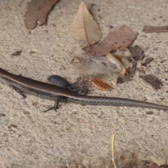 Lampropholis delicata at Flynn, ACT - 15 Dec 2018 01:34 PM