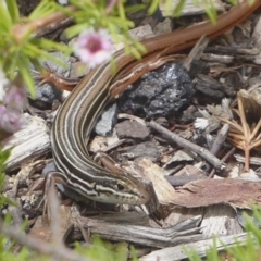 Ctenotus taeniolatus at Acton, ACT - 15 Dec 2018 12:17 PM