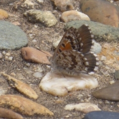 Lucia limbaria (Chequered Copper) at Acton, ACT - 15 Dec 2018 by Christine