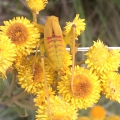 Phaneropterinae (subfamily) at Cook, ACT - 15 Dec 2018