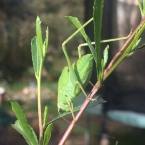 Caedicia simplex at Cook, ACT - 15 Dec 2018