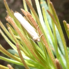 Philobota productella (Pasture Tunnel Moth) at Acton, ACT - 14 Dec 2018 by Christine