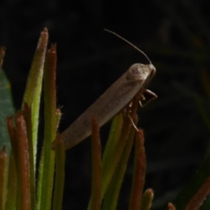 Philobota productella at Acton, ACT - 15 Dec 2018 10:38 AM