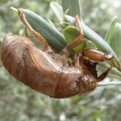 Psaltoda moerens (Redeye cicada) at Acton, ACT - 14 Dec 2018 by Christine