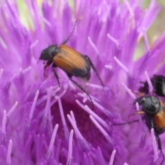 Phyllotocus navicularis at O'Malley, ACT - 15 Dec 2018