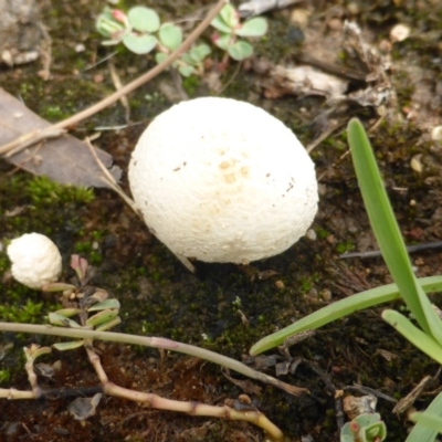 zz puffball at O'Malley, ACT - 15 Dec 2018 by Mike