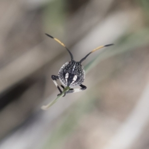 Theseus modestus at Michelago, NSW - 15 Dec 2018 05:57 PM