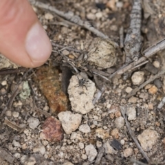 Theseus modestus at Michelago, NSW - 15 Dec 2018 05:57 PM