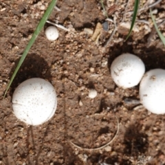 zz puffball at Deakin, ACT - 15 Dec 2018 by JackyF