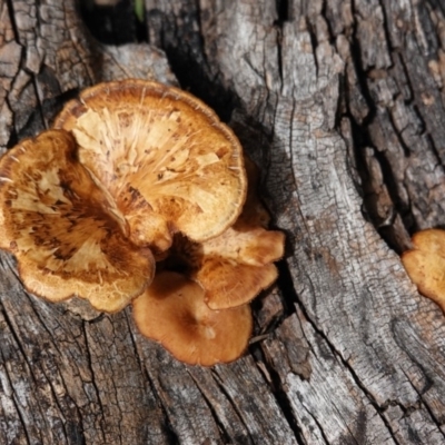 Lentinus arcularius (Fringed Polypore) at Deakin, ACT - 15 Dec 2018 by JackyF