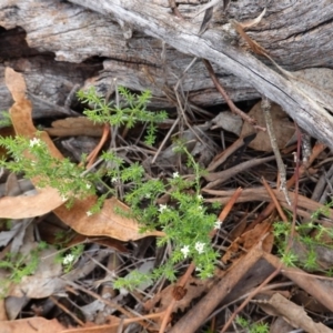 Asperula conferta at Hughes, ACT - 15 Dec 2018