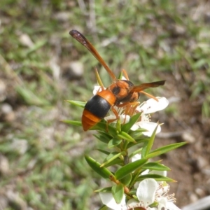 Anterhynchium nigrocinctum at O'Malley, ACT - 15 Dec 2018