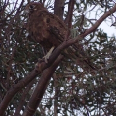 Falco berigora (Brown Falcon) at Red Hill, ACT - 6 Dec 2018 by roymcd