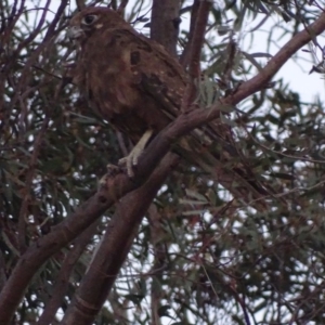 Falco berigora at Red Hill, ACT - 6 Dec 2018