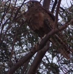 Falco berigora at Red Hill, ACT - 6 Dec 2018