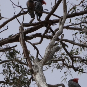 Callocephalon fimbriatum at Hughes, ACT - 15 Dec 2018