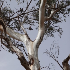 Callocephalon fimbriatum at Hughes, ACT - 15 Dec 2018