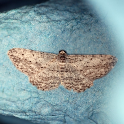 Phelotis cognata (Long-fringed Bark Moth) at O'Connor, ACT - 4 Dec 2018 by ibaird