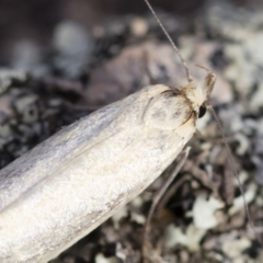 Philobota productella at Michelago, NSW - 15 Dec 2018