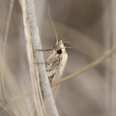 Philobota productella at Michelago, NSW - 15 Dec 2018