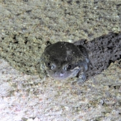Limnodynastes dumerilii (Eastern Banjo Frog) at Paddys River, ACT - 15 Dec 2018 by KumikoCallaway