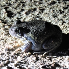 Limnodynastes dumerilii at Paddys River, ACT - 15 Dec 2018 09:42 PM