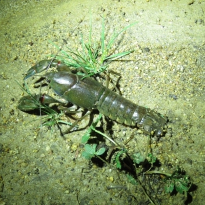 Cherax destructor (Common Yabby) at Namadgi National Park - 15 Dec 2018 by KumikoCallaway