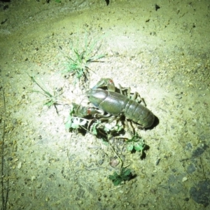 Cherax destructor at Paddys River, ACT - 15 Dec 2018