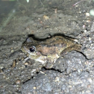 Litoria peronii at Paddys River, ACT - 15 Dec 2018