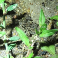 Crinia parinsignifera (Plains Froglet) at Paddys River, ACT - 15 Dec 2018 by KumikoCallaway