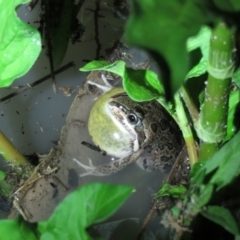 Limnodynastes tasmaniensis (Spotted Grass Frog) at Paddys River, ACT - 15 Dec 2018 by KumikoCallaway