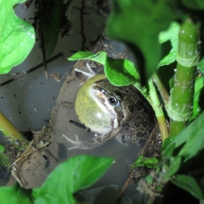 Limnodynastes tasmaniensis (Spotted Grass Frog) at Paddys River, ACT - 15 Dec 2018 by KumikoCallaway