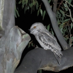 Podargus strigoides (Tawny Frogmouth) at Paddys River, ACT - 15 Dec 2018 by KumikoCallaway