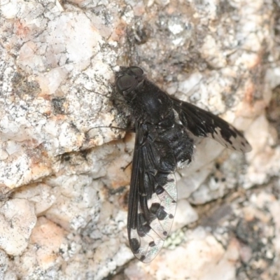 Anthrax sp. (genus) (Unidentified Anthrax bee fly) at Tennent, ACT - 15 Dec 2018 by Harrisi