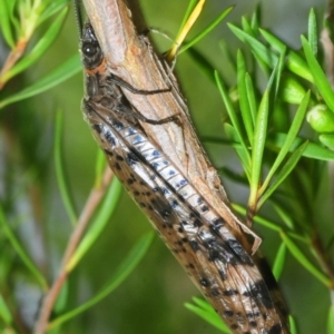 Archichauliodes (Riekochauliodes) guttiferus at Tennent, ACT - 15 Dec 2018 04:36 PM