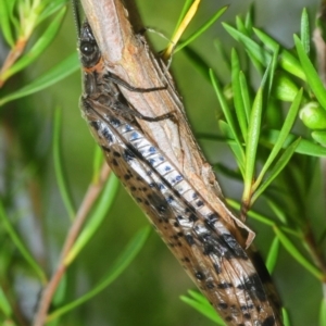 Archichauliodes (Riekochauliodes) guttiferus at Tennent, ACT - 15 Dec 2018