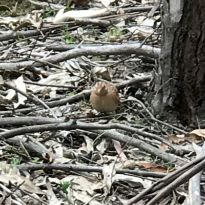 Turnix velox (Little Buttonquail) at Paddys River, ACT - 9 Dec 2018 by TidNam