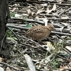 Turnix velox at Paddys River, ACT - 9 Dec 2018