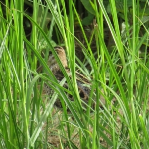 Gallinago hardwickii at Fyshwick, ACT - 15 Dec 2018